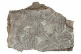 Trilobite Sandwich Mortality Plate (Three Pieces) - Morocco #194115-1